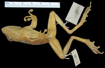 Media type: image; Herpetology A-23190